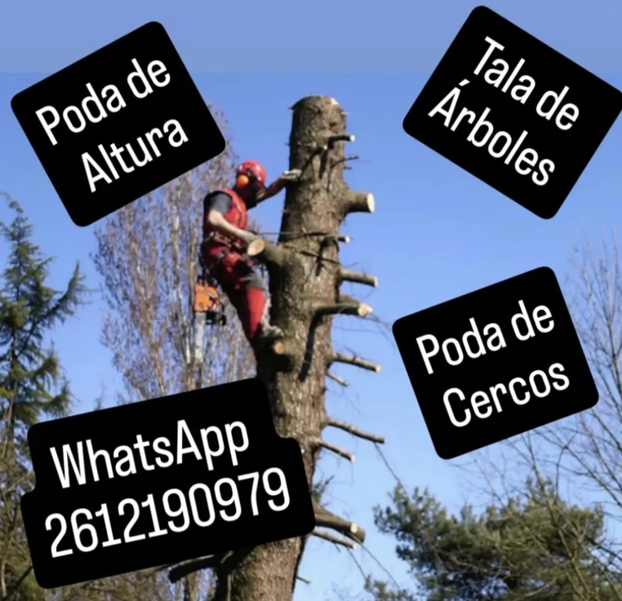 poda y tala de arboles en mendoza