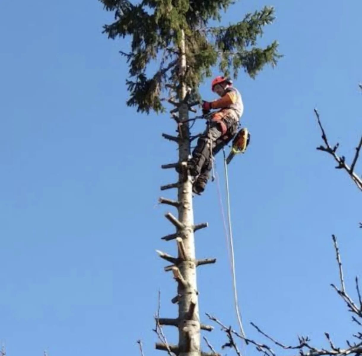poda de cercos en mendoza