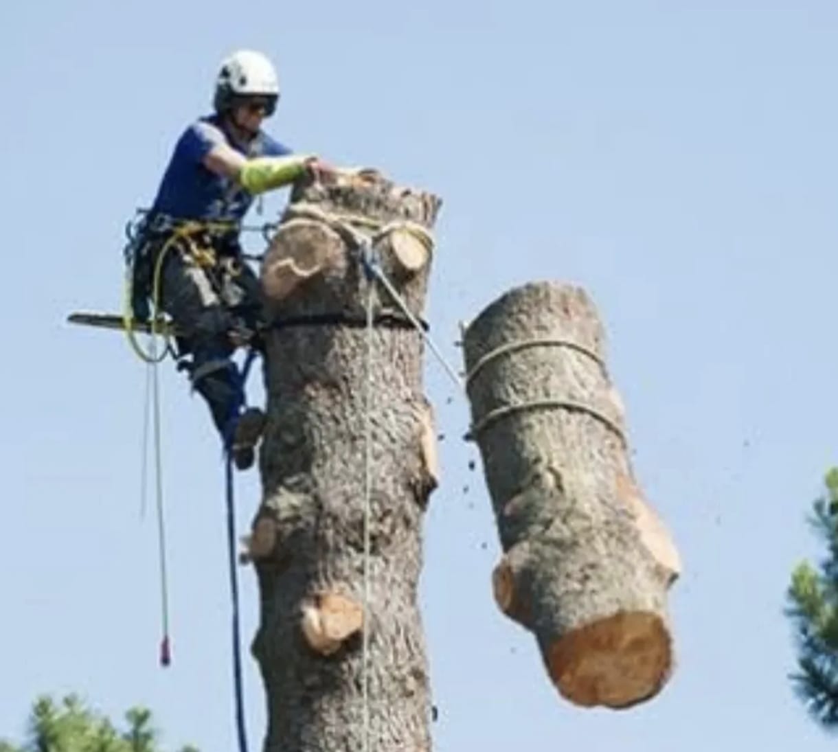 poda y tala de arboles en altura en mendoza