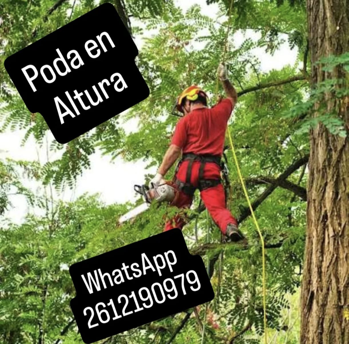 poda y tala de arboles en tunuyan