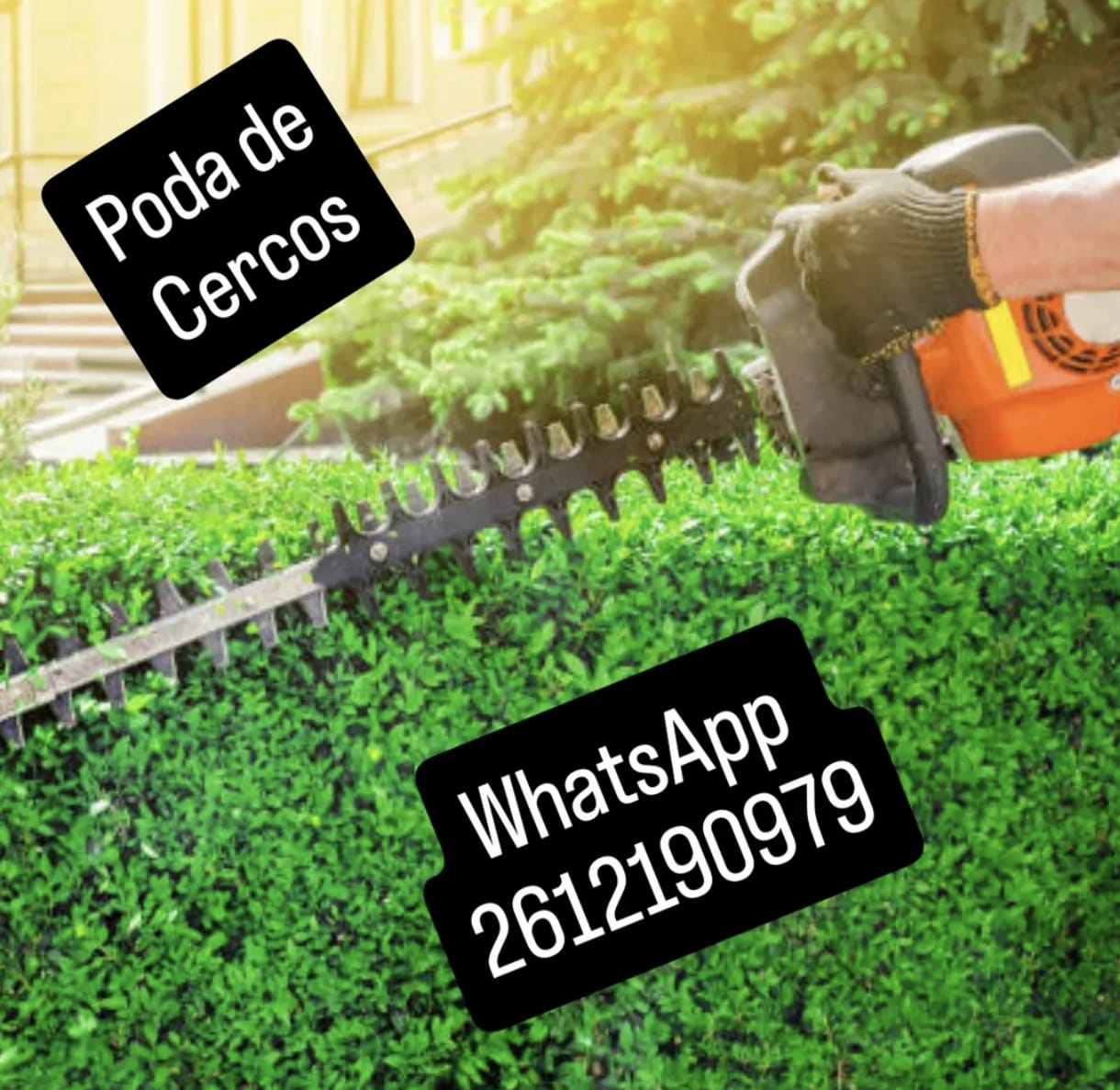 poda y tala de arboles en tupungato