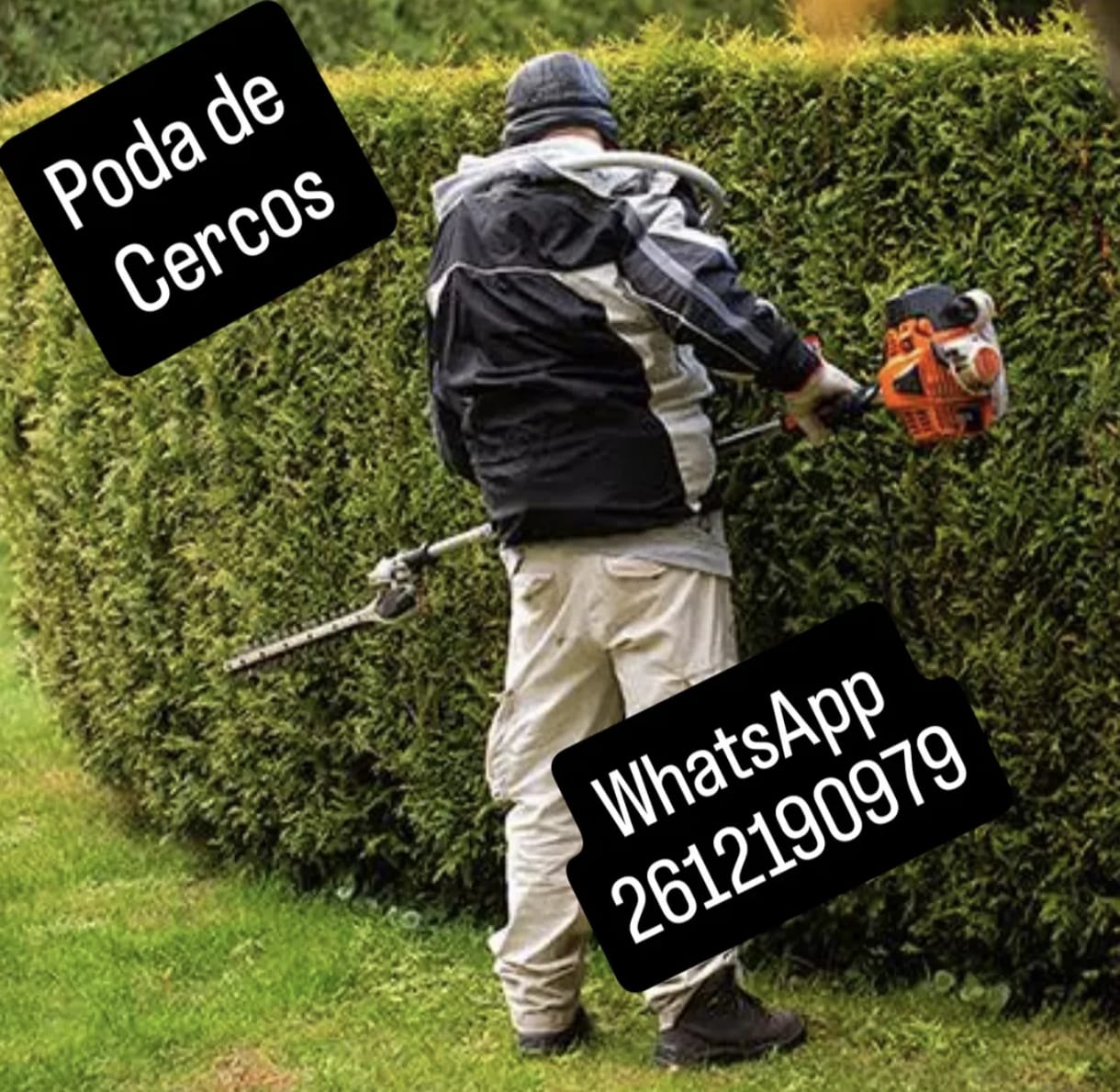 poda y tala de arboles en san rafael