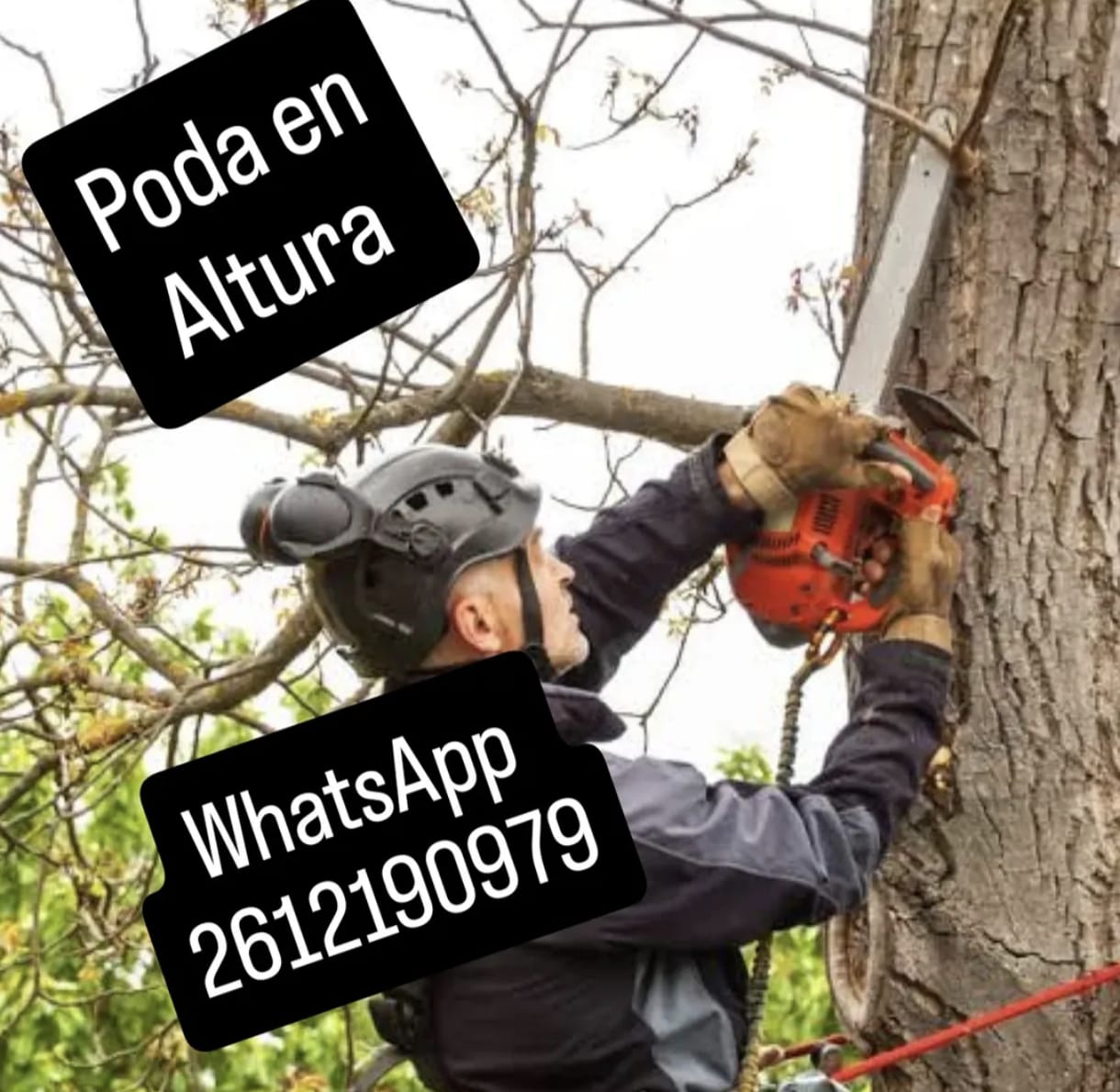 poda y tala de arboles en rivadavia mendoza
