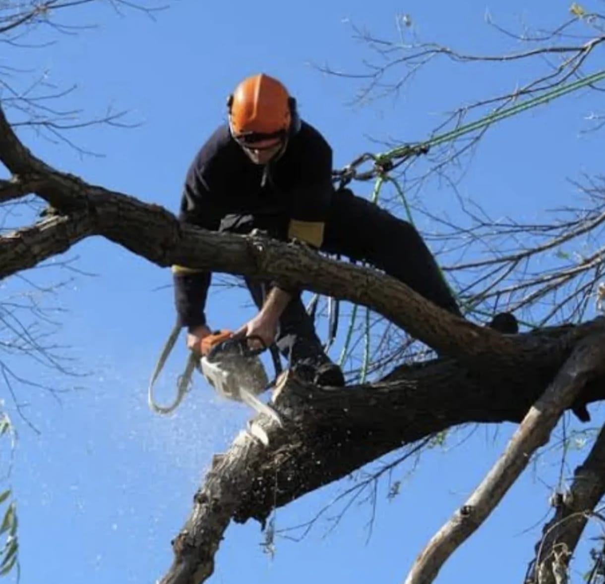 poda y tala de arboles en lavalle mendoza