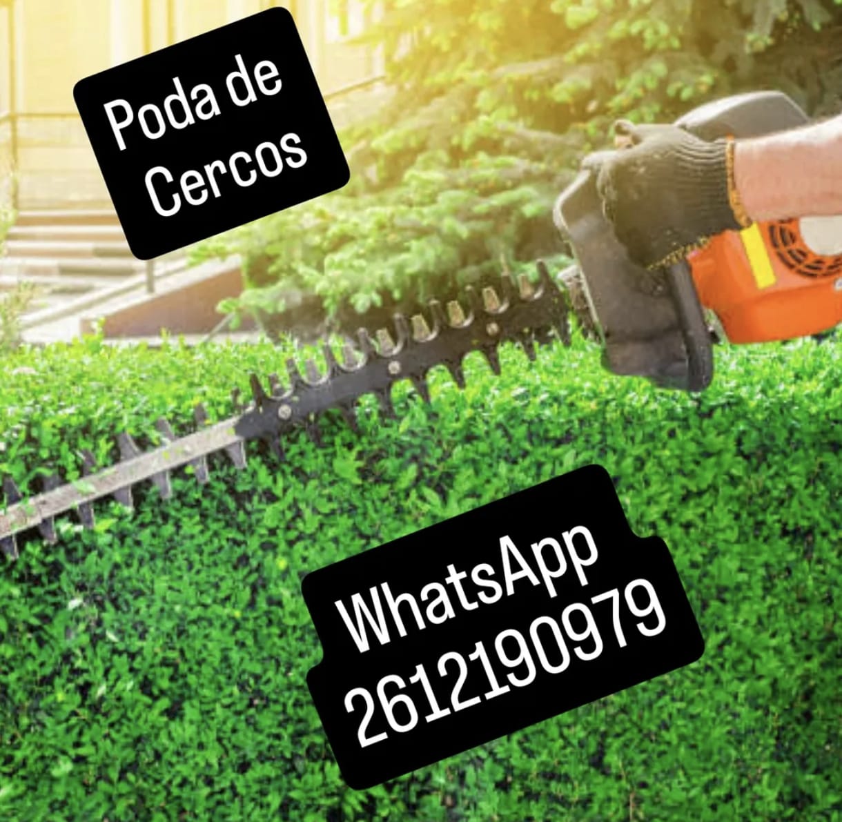 corte de ramas peligrosas en mendoza